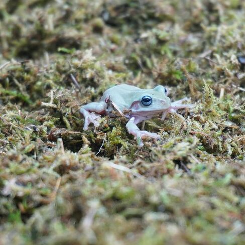 5oz Tree Frog Substrate, Ideal Toad House Terrarium Habitat Supplies in Saudi Arabia