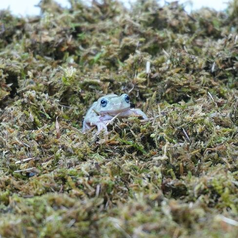 5oz Tree Frog Substrate, Ideal Toad House Terrarium Habitat Supplies in Saudi Arabia