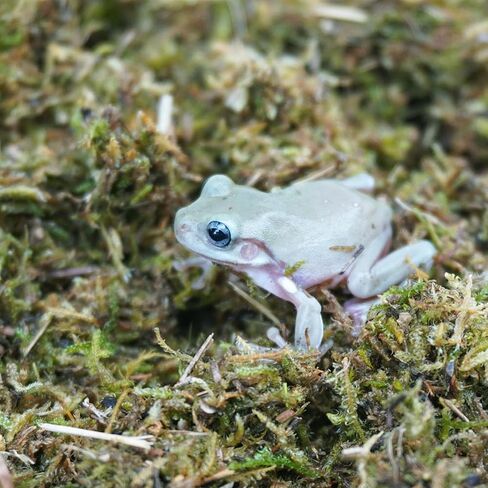 5oz Tree Frog Substrate, Ideal Toad House Terrarium Habitat Supplies in Saudi Arabia