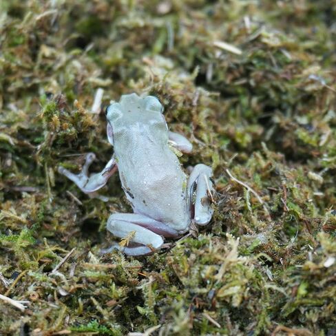 5oz Tree Frog Substrate, Ideal Toad House Terrarium Habitat Supplies in Saudi Arabia