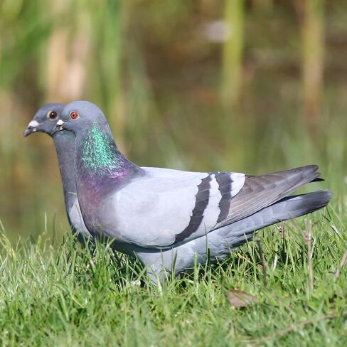 4 في 1 مسحوق طبي للحمام والكناري والعصافير والببغاء والكوكاتيل والببغاوات والطيور الصغيرة في القفص والطيور القفصية in Kuwait