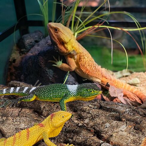 mipcase الفلين النباح خزان الأسماك الديكور 4 قطع خلفية terrarium للزواحف وحوض السمك شفط كأس متوافق الموائل الطبيعية التسلق لضفدع التنين الملتحي أبو بريص in Kuwait