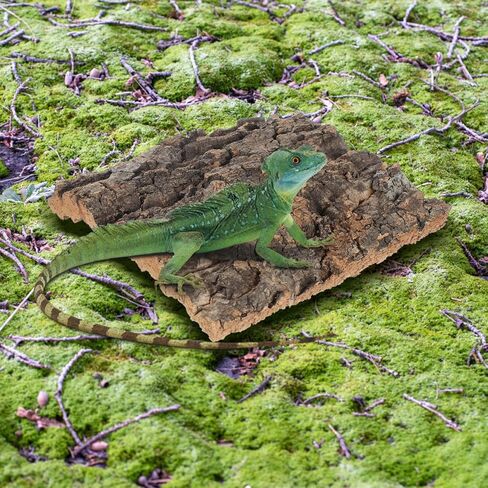 mipcase الفلين النباح خزان الأسماك الديكور 4 قطع خلفية terrarium للزواحف وحوض السمك شفط كأس متوافق الموائل الطبيعية التسلق لضفدع التنين الملتحي أبو بريص in Kuwait