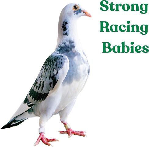 حبوب الكنز للحمام - دعم الخصوبة، تعزيز النمو ومحسن الجهاز المناعي - مكمل طبيعي للسباق والتربية والحمام الصغير - فيتامينات للصحة والأداء in Kuwait