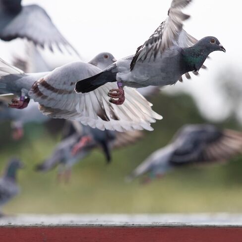 حبوب الكنز للحمام - دعم الخصوبة، تعزيز النمو ومحسن الجهاز المناعي - مكمل طبيعي للسباق والتربية والحمام الصغير - فيتامينات للصحة والأداء in Kuwait