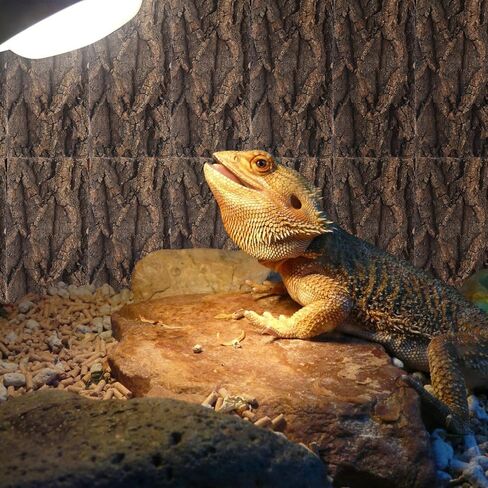 ديديساون 3 قطعة خلفية تررم خلفية الزواحف الداخلية ديكور حوض السمك in Kuwait