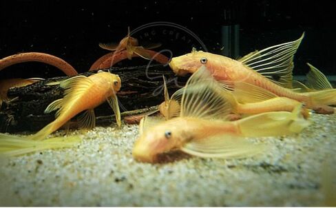Swimming Creatures™ 2 Longfin Albino Pleco (L-144) (Ancistrus cf. cirrhosus) – Tank-Bred Live Freshwater Aquarium Fish (Size Approx 1-2") in Saudi Arabia