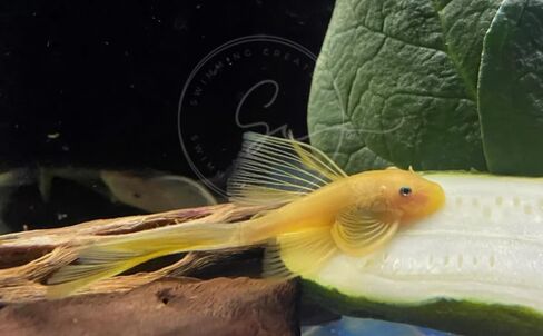 Swimming Creatures™ 2 Longfin Albino Pleco (L-144) (Ancistrus cf. cirrhosus) – Tank-Bred Live Freshwater Aquarium Fish (Size Approx 1-2") in Saudi Arabia
