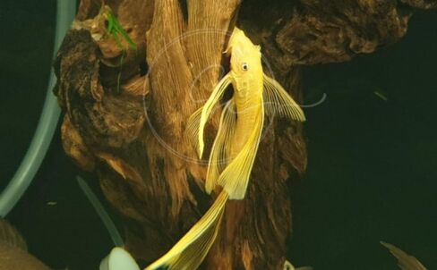 Swimming Creatures™ 2 Longfin Albino Pleco (L-144) (Ancistrus cf. cirrhosus) – Tank-Bred Live Freshwater Aquarium Fish (Size Approx 1-2") in Saudi Arabia