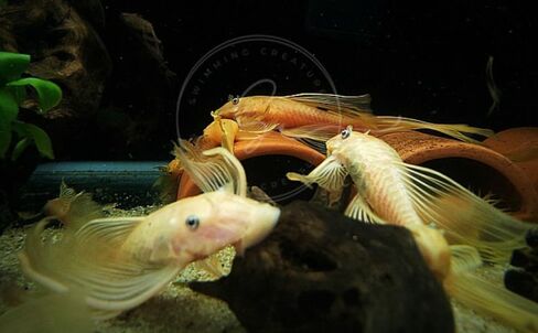 Swimming Creatures™ 2 Longfin Albino Pleco (L-144) (Ancistrus cf. cirrhosus) – Tank-Bred Live Freshwater Aquarium Fish (Size Approx 1-2") in Saudi Arabia