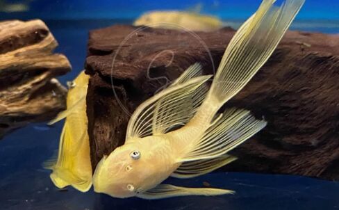 Swimming Creatures™ 2 Longfin Albino Pleco (L-144) (Ancistrus cf. cirrhosus) – Tank-Bred Live Freshwater Aquarium Fish (Size Approx 1-2") in Saudi Arabia