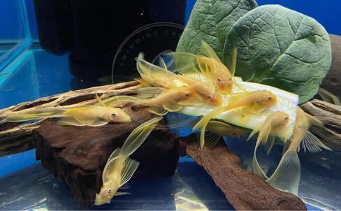 Swimming Creatures™ 2 Longfin Albino Pleco (L-144) (Ancistrus cf. cirrhosus) – Tank-Bred Live Freshwater Aquarium Fish (Size Approx 1-2") in Saudi Arabia