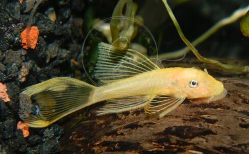 Swimming Creatures™ 2 Longfin Albino Pleco (L-144) (Ancistrus cf. cirrhosus) – Tank-Bred Live Freshwater Aquarium Fish (Size Approx 1-2") in Saudi Arabia