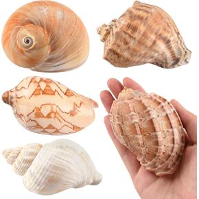 Hermit Crab Shells Large 6pcs,Natural Conch Shell Size 2.8" - 3.8", Opening Size 1.5" - 2.7", Large Sea Shells Turbo Seashells for Hermit Crab Supplies and Beach Decorations in Kuwait