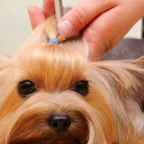 Comb for Cats Dogs, Small Animal Combs, Self-Cleaning Pet Grooming Brushes, Stainless Steel Teeth for Shedding (Blue) in Kuwait