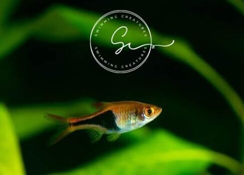 Swimming Creatures School of 6 Harlequin Rasboras Freshwater Aquarium Fish Live Arrival Guarantee in Saudi Arabia