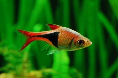 Swimming Creatures School of 6 Harlequin Rasboras Freshwater Aquarium Fish Live Arrival Guarantee in Saudi Arabia