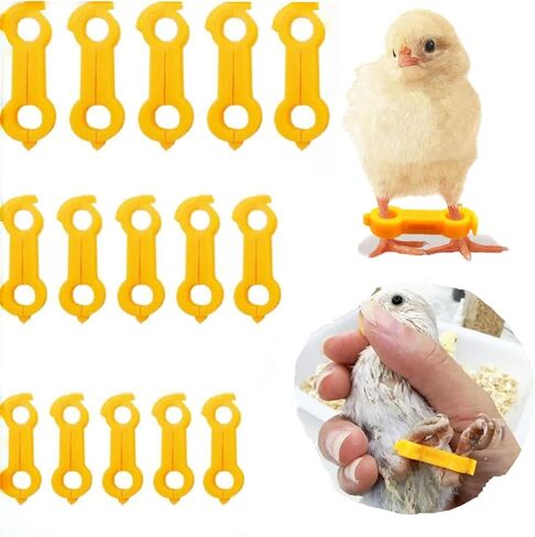 15 Pieces of Baby Chicken Parrot Character Poultry Leg Belts, Newborn Chicks, Quails, Ducks, 1 to 3 Days Newly Hatched Bird Parrot Leg Belts, 3 Sizes in Kuwait