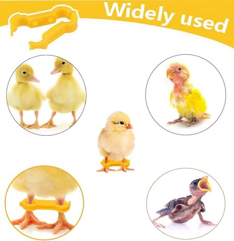 15 Pieces of Baby Chicken Parrot Character Poultry Leg Belts, Newborn Chicks, Quails, Ducks, 1 to 3 Days Newly Hatched Bird Parrot Leg Belts, 3 Sizes in Kuwait