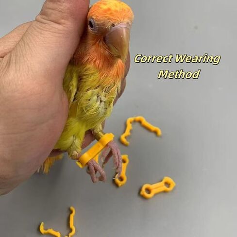 15 Pieces of Baby Chicken Parrot Character Poultry Leg Belts, Newborn Chicks, Quails, Ducks, 1 to 3 Days Newly Hatched Bird Parrot Leg Belts, 3 Sizes in Kuwait