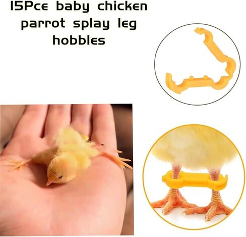 15 Pieces of Baby Chicken Parrot Character Poultry Leg Belts, Newborn Chicks, Quails, Ducks, 1 to 3 Days Newly Hatched Bird Parrot Leg Belts, 3 Sizes in Kuwait