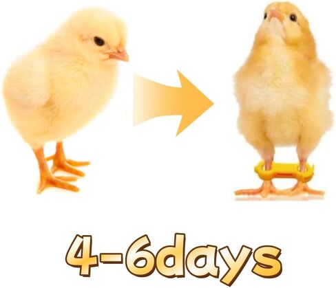 15 Pieces of Baby Chicken Parrot Character Poultry Leg Belts, Newborn Chicks, Quails, Ducks, 1 to 3 Days Newly Hatched Bird Parrot Leg Belts, 3 Sizes in Kuwait