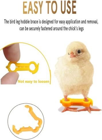 15 Pieces of Baby Chicken Parrot Character Poultry Leg Belts, Newborn Chicks, Quails, Ducks, 1 to 3 Days Newly Hatched Bird Parrot Leg Belts, 3 Sizes in Kuwait
