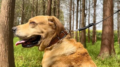 Genuine Leather Dog Collar, Heavy Duty Dog Collar with Sturdy Metal Buckle, Thick Collar for Walking, Hiking, Training, Hunting (L: Fit 16"-20.5" Neck) in Saudi Arabia