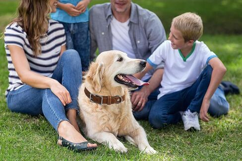 Genuine Leather Dog Collar, Heavy Duty Dog Collar with Sturdy Metal Buckle, Thick Collar for Walking, Hiking, Training, Hunting (L: Fit 16"-20.5" Neck) in Saudi Arabia