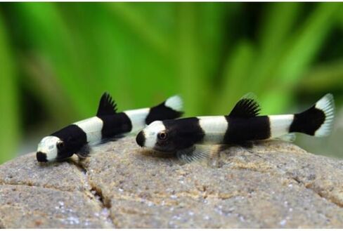 Swimming Creatures™ 2 Panda Loach (Yaoshania Pachychilus) Aquarium Fish Live (Size Approx. 1") in Saudi Arabia