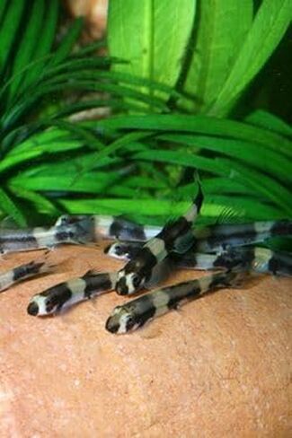 Swimming Creatures™ 2 Panda Loach (Yaoshania Pachychilus) Aquarium Fish Live (Size Approx. 1") in Saudi Arabia