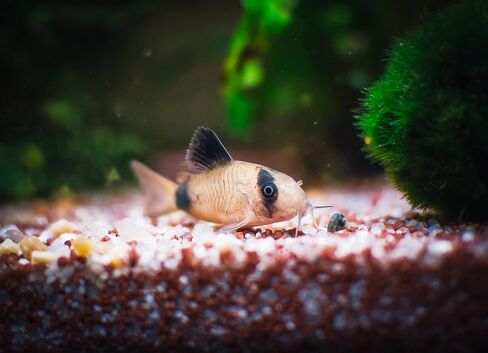 Swimming Creatures™ Most Popular Freshwater Aquarium Fish Collection (1 SNOWFALKE 1 Albino PLECO (SHORTFIN)) in Saudi Arabia
