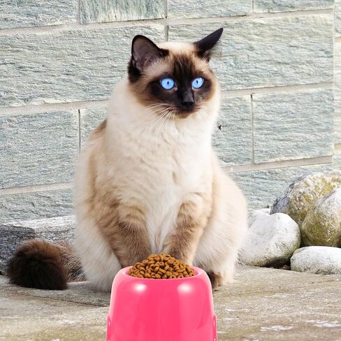 TOYANDONA Candy Color Plastic Dog Bowl Round Pet Food Bowl for Cats and Dogs for Puppy and Adult Pets for Home and Travel in Saudi Arabia