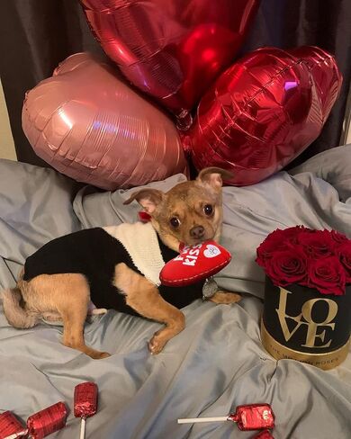ألعاب BoomBone Valentines القطيفة للكلاب الصغيرة، 2 عبوة من ألعاب الجرو على شكل قلب للسلالات الصغيرة المتوسطة، أفضل هدية لعيد الحب in Kuwait