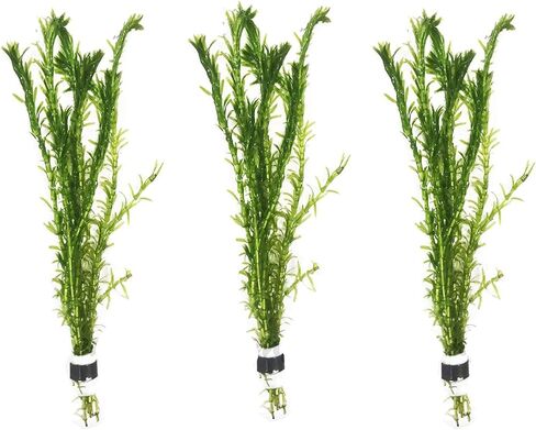 3 مجموعات من نباتات Anacharis Egeria Densa Elodea لأحواض السمك الحية ونباتات المياه العذبة وبركة المياه المائية من Greenpro in Kuwait