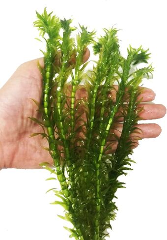3 مجموعات من نباتات Anacharis Egeria Densa Elodea لأحواض السمك الحية ونباتات المياه العذبة وبركة المياه المائية من Greenpro in Kuwait