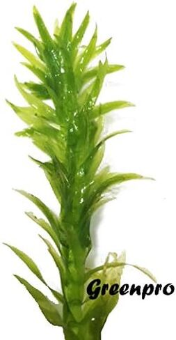 3 مجموعات من نباتات Anacharis Egeria Densa Elodea لأحواض السمك الحية ونباتات المياه العذبة وبركة المياه المائية من Greenpro in Kuwait