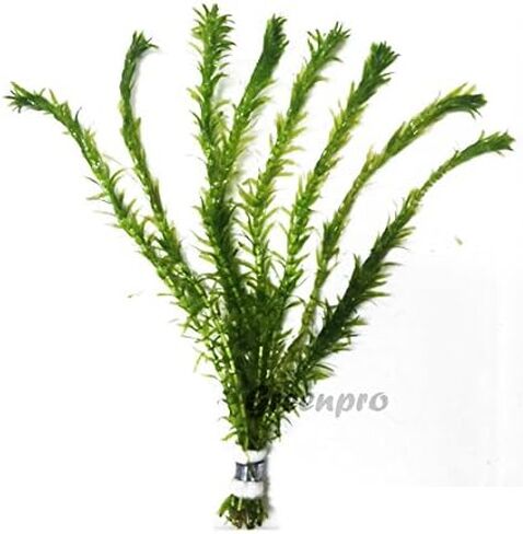 3 مجموعات من نباتات Anacharis Egeria Densa Elodea لأحواض السمك الحية ونباتات المياه العذبة وبركة المياه المائية من Greenpro in Kuwait