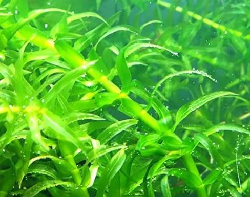 3 مجموعات من نباتات Anacharis Egeria Densa Elodea لأحواض السمك الحية ونباتات المياه العذبة وبركة المياه المائية من Greenpro in Kuwait