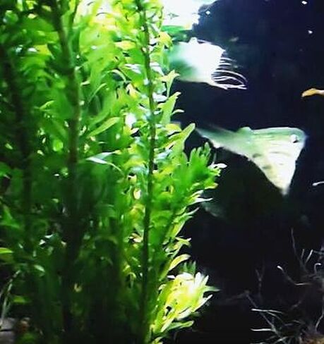 3 مجموعات من نباتات Anacharis Egeria Densa Elodea لأحواض السمك الحية ونباتات المياه العذبة وبركة المياه المائية من Greenpro in Kuwait