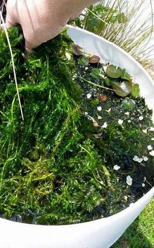 3 مجموعات من نباتات Anacharis Egeria Densa Elodea لأحواض السمك الحية ونباتات المياه العذبة وبركة المياه المائية من Greenpro in Kuwait