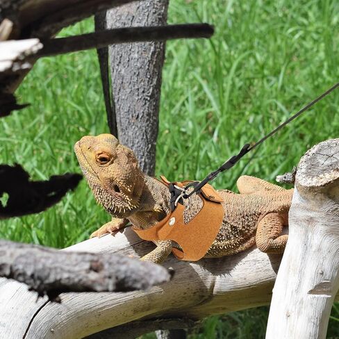 3 Pcs Bearded Dragon Harness and Leash Set Adjustable Leash Soft Leather Bearded Dragon Harness Lizard Accessory for Squirrels and Other Small Reptiles(Brown, 3 Sizes) in Kuwait