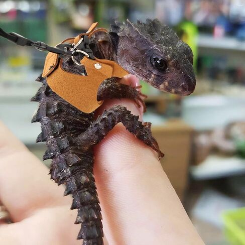 3 Pcs Bearded Dragon Harness and Leash Set Adjustable Leash Soft Leather Bearded Dragon Harness Lizard Accessory for Squirrels and Other Small Reptiles(Brown, 3 Sizes) in Kuwait