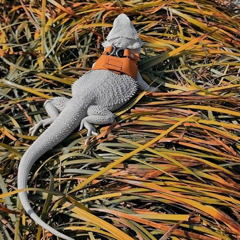 Soft Leath Harness and Leash Set for Bearded Dragon S M L 3 Size Adjustable Lizard Harness Vest Traction Rope Training Walking for Small Animal Reptile Squirrel Rat (Brown) in Kuwait