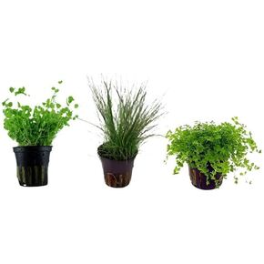 حزمة نباتات حوض السمك الأمامية 3 أواني - نباتات حوض السمك الحية: مونت كارلو، أعشاب اللؤلؤ، عشب الشعر القزم - حزمة السجاد التعليمية لعشاق النباتات المائية in Kuwait