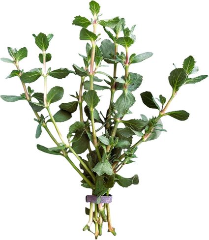 نبات الوستارية المائية Hygrophila Difformis Bunch Live Aquarium Plant in Kuwait