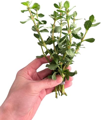 نبات الوستارية المائية Hygrophila Difformis Bunch Live Aquarium Plant in Kuwait