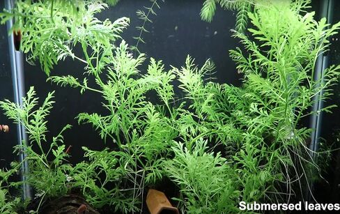 نبات الوستارية المائية Hygrophila Difformis Bunch Live Aquarium Plant in Kuwait