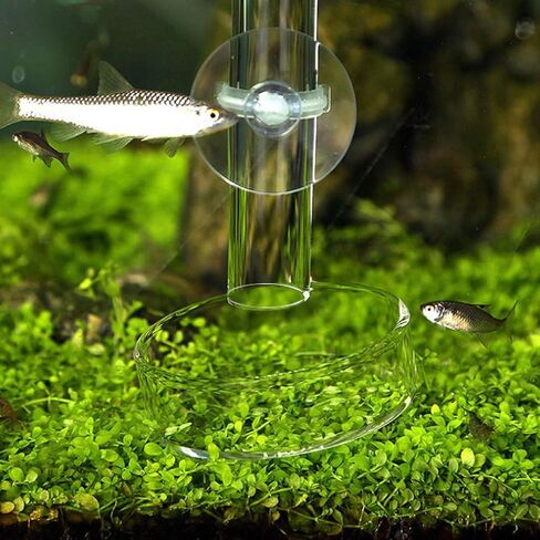 Youngy Arrival Fish Tank Feeder Aquarium Shrimp Glass Feeding Bowl Dish Tray 6 Size - D in Saudi Arabia