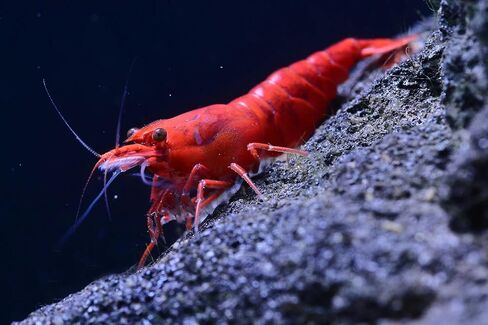 ShrimpRack™ 20 جمبري نيوكاريدينا مختلط الألوان يعيش في المياه العذبة لحوض السمك. سن التكاثر الناضج بالكامل. ضمان الوصول المباشر (20 جمبري أحمر ناري) in Kuwait